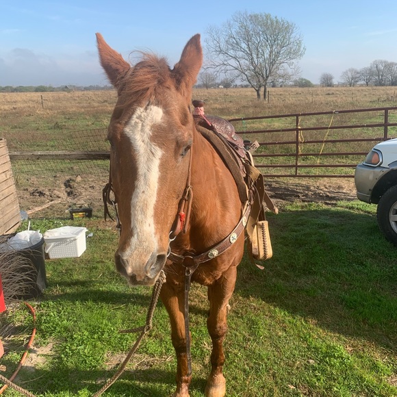 Meet your Posher, Franki - Picture 9 of 10